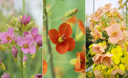 侗瑶民族特色的建筑