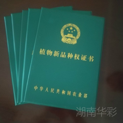 植物新品种授权证书