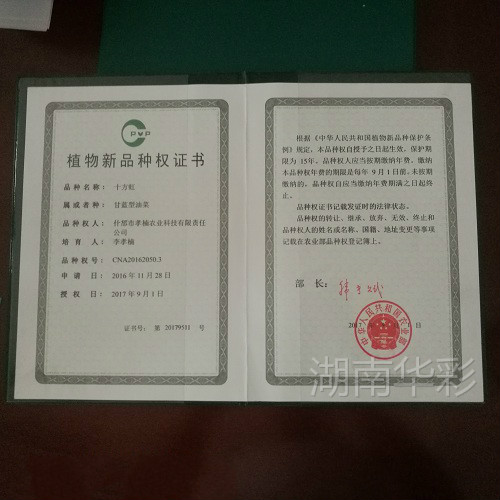 十方虹 植物新品种授权证书