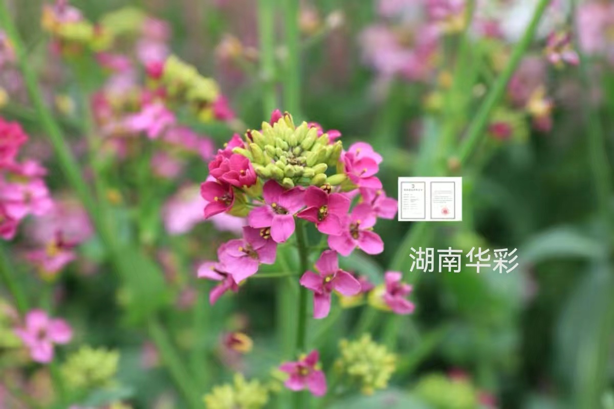 24年度外放颜色