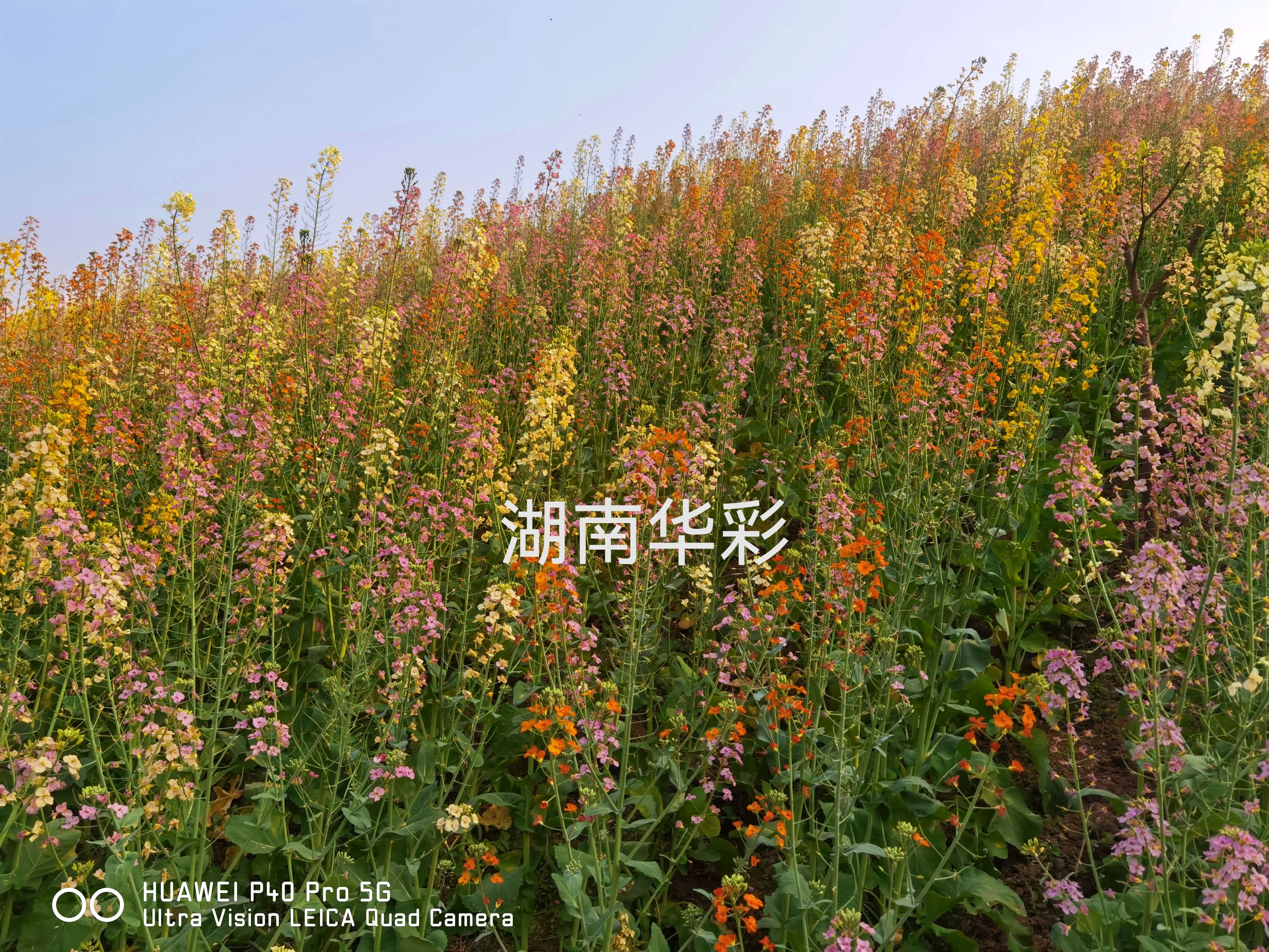 24年度外放颜色