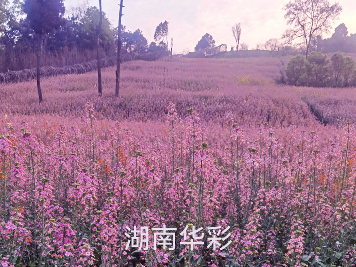 24年度外放颜色