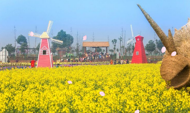 湖南省农业开发,常德茶油的开发,澧县油菜种植,大米研究