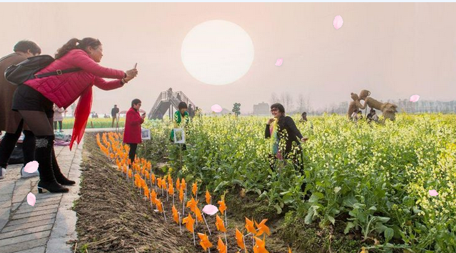 湖南省农业开发,常德茶油的开发,澧县油菜种植,大米研究