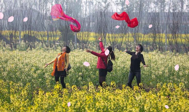 湖南省农业开发,常德茶油的开发,澧县油菜种植,大米研究