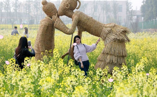 湖南省农业开发,常德茶油的开发,澧县油菜种植,大米研究