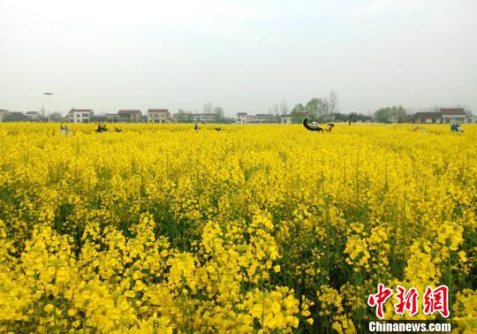 湖南省农业开发,常德茶油的开发,澧县油菜种植,大米研究