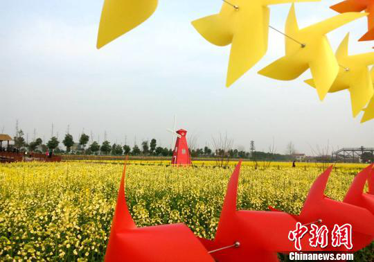 湖南省农业开发,常德茶油的开发,澧县油菜种植,大米研究