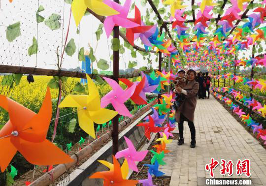 湖南省农业开发,常德茶油的开发,澧县油菜种植,大米研究