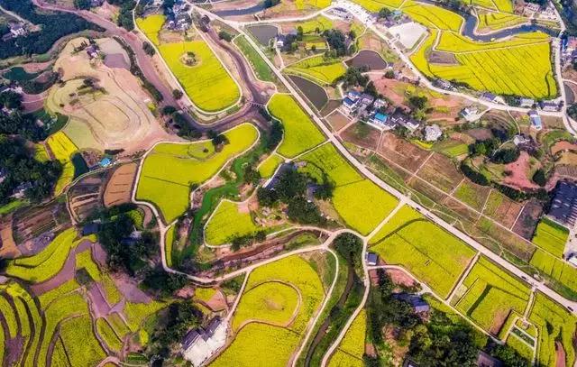 彩色油菜花的研究与开发推广