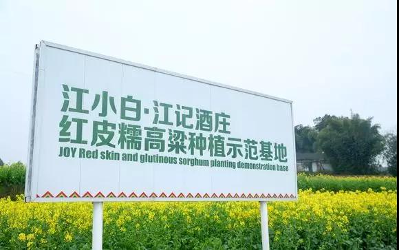 彩色油菜花的研究与开发推广