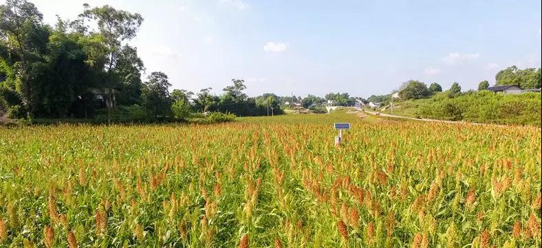 彩色油菜花的研究与开发推广