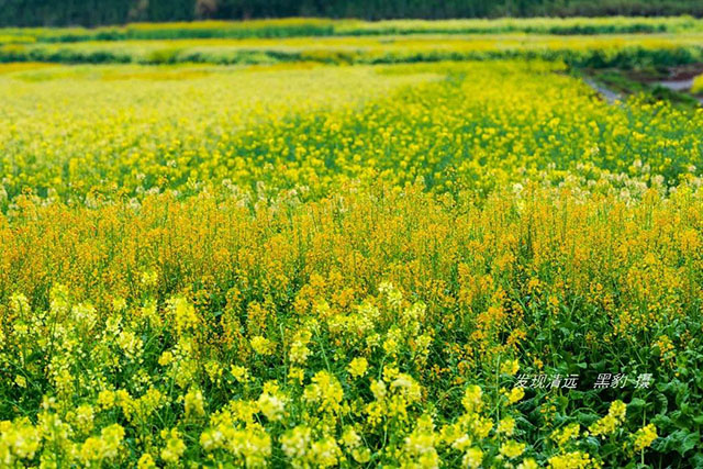 彩色油菜花的研究与开发推广