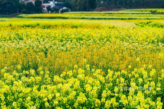 彩色油菜花的研究与开发推广
