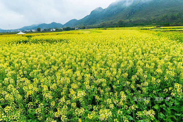 彩色油菜花的研究与开发推广