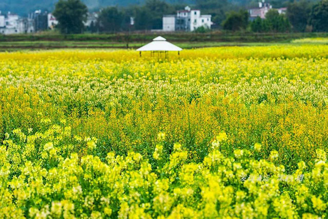彩色油菜花的研究与开发推广