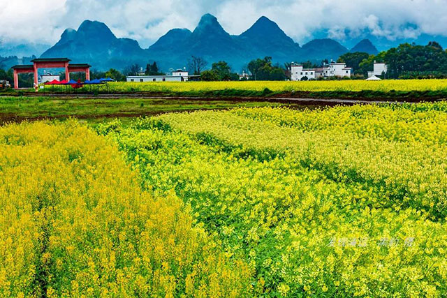 彩色油菜花的研究与开发推广