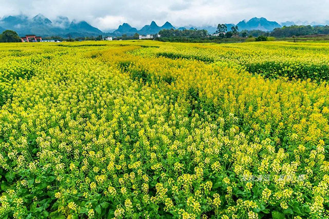 彩色油菜花的研究与开发推广