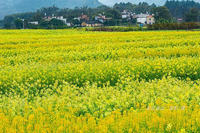 彩色油菜花的研究与开发推广