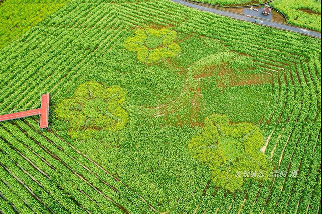 彩色油菜花的研究与开发推广