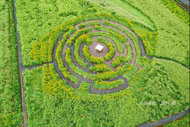 彩色油菜花的研究与开发推广