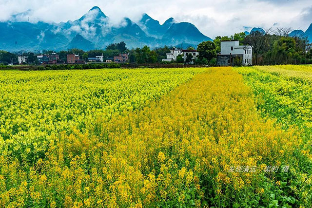 彩色油菜花的研究与开发推广