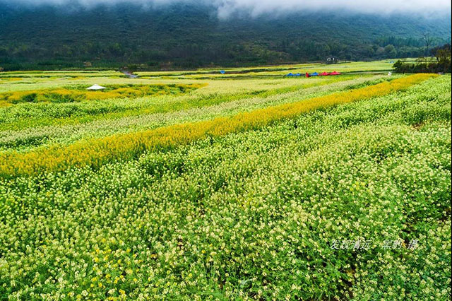 彩色油菜花的研究与开发推广