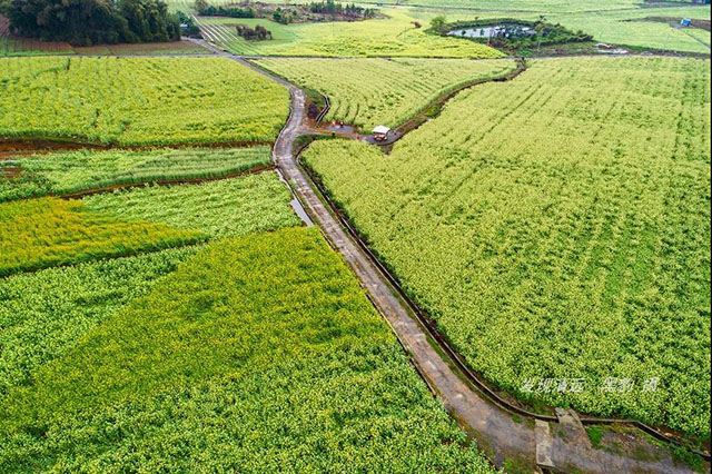 彩色油菜花的研究与开发推广