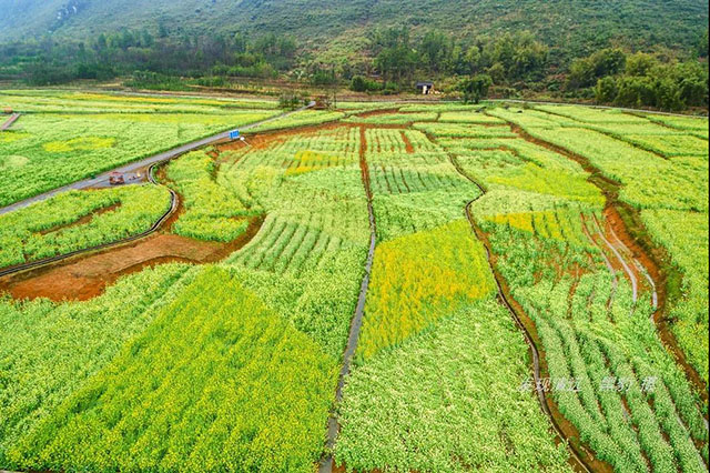 彩色油菜花的研究与开发推广