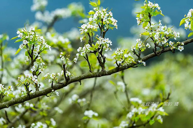 彩色油菜花的研究与开发推广