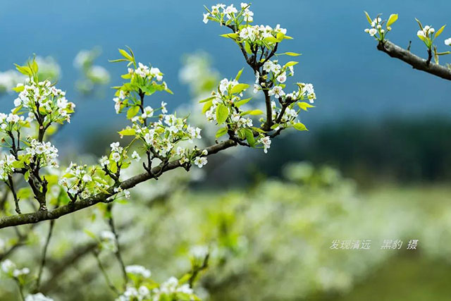 彩色油菜花的研究与开发推广