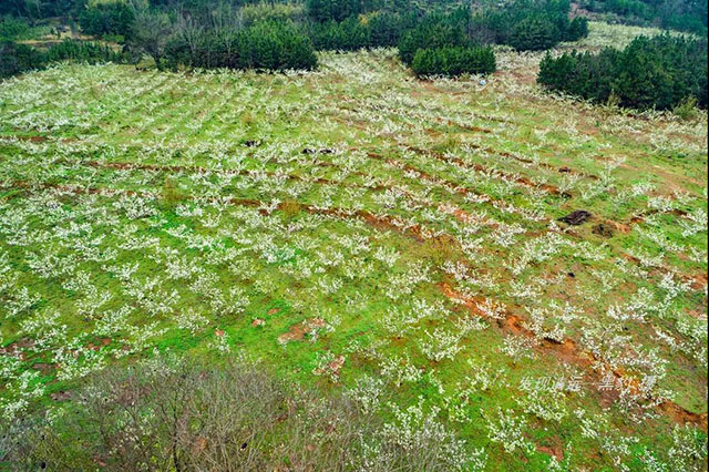 彩色油菜花的研究与开发推广