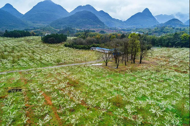 彩色油菜花的研究与开发推广