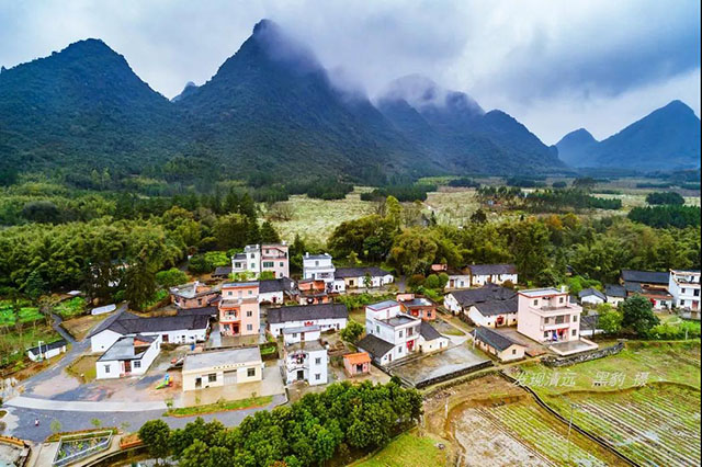 彩色油菜花的研究与开发推广
