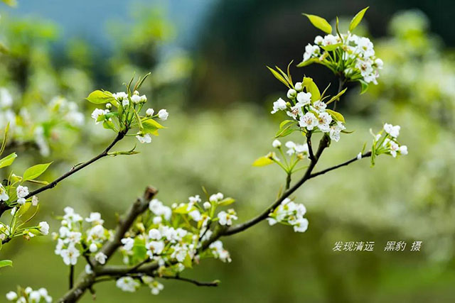 彩色油菜花的研究与开发推广
