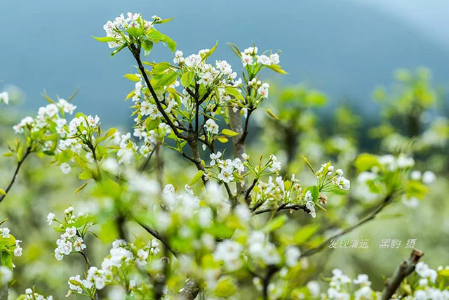 彩色油菜花的研究与开发推广