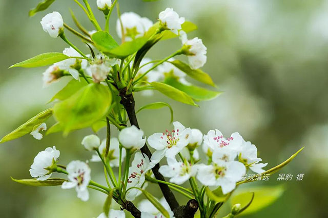 彩色油菜花的研究与开发推广