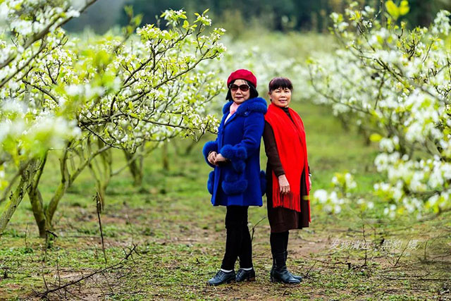 彩色油菜花的研究与开发推广