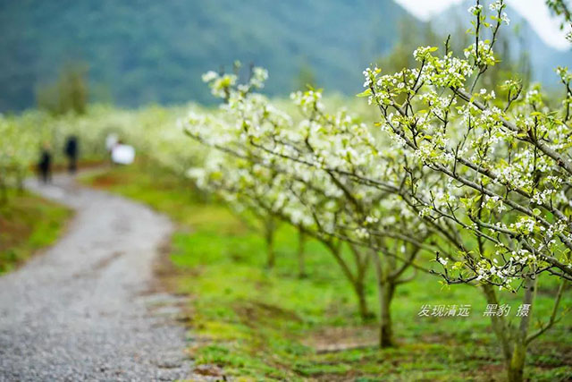 彩色油菜花的研究与开发推广