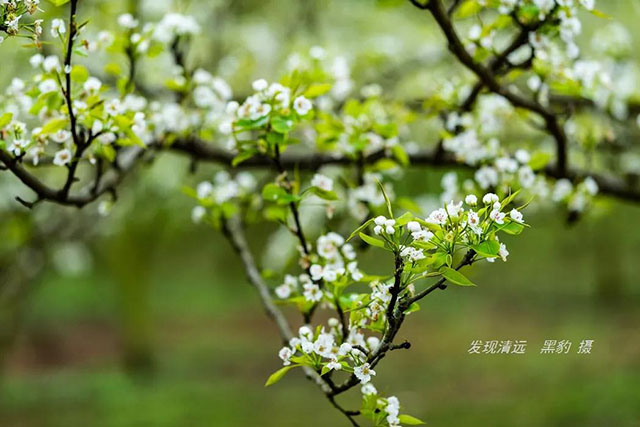 彩色油菜花的研究与开发推广