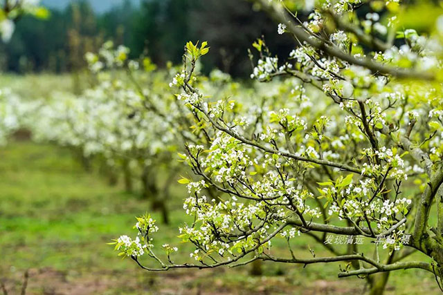 彩色油菜花的研究与开发推广