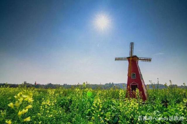 彩色油菜花的研究与开发推广