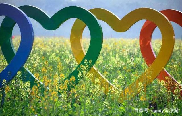 彩色油菜花的研究与开发推广