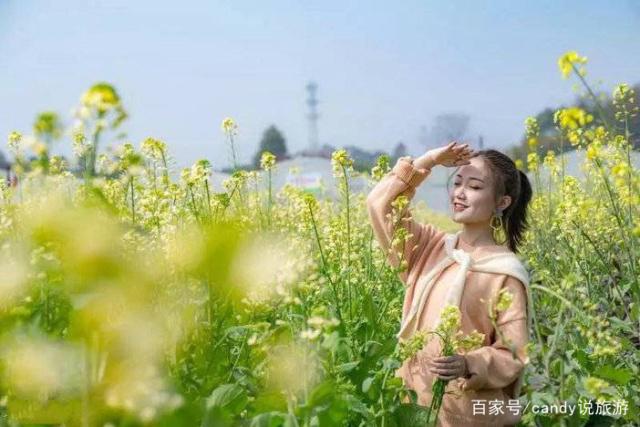 彩色油菜花的研究与开发推广