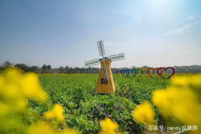 彩色油菜花的研究与开发推广