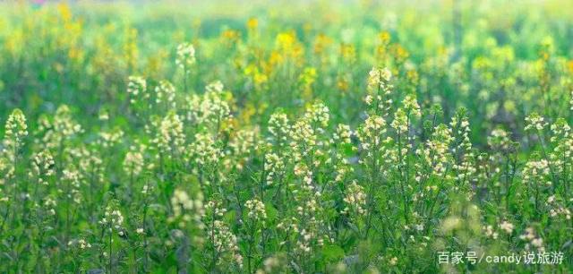 彩色油菜花的研究与开发推广