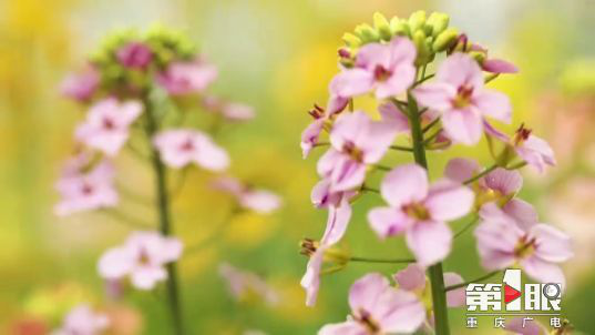 彩色油菜花的研究与开发推广