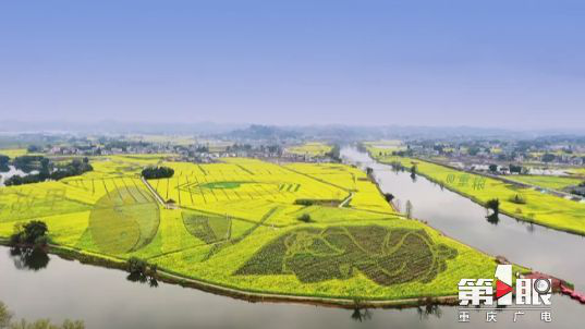 彩色油菜花的研究与开发推广