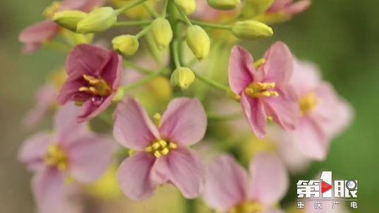 彩色油菜花的研究与开发推广