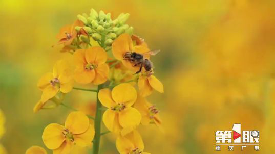 彩色油菜花的研究与开发推广